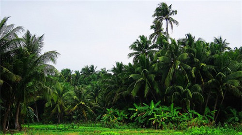 绿的梦奶茶加盟费要多少钱才能够开店经营，奶茶店面要多大才够